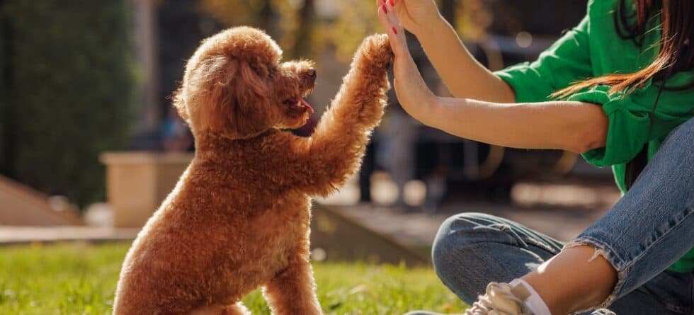 How To Take Care Of A Poodle Dog?