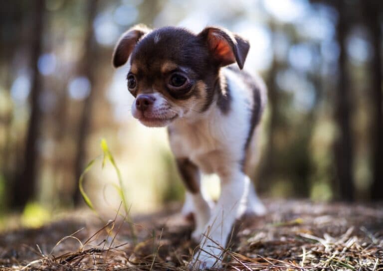 How To Take Care Of Chihuahua Dogs?