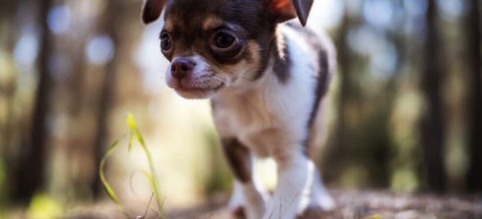How To Take Care Of Chihuahua Dogs?