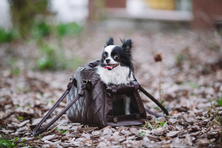 How To Tell If A Chihuahua Is Happy?