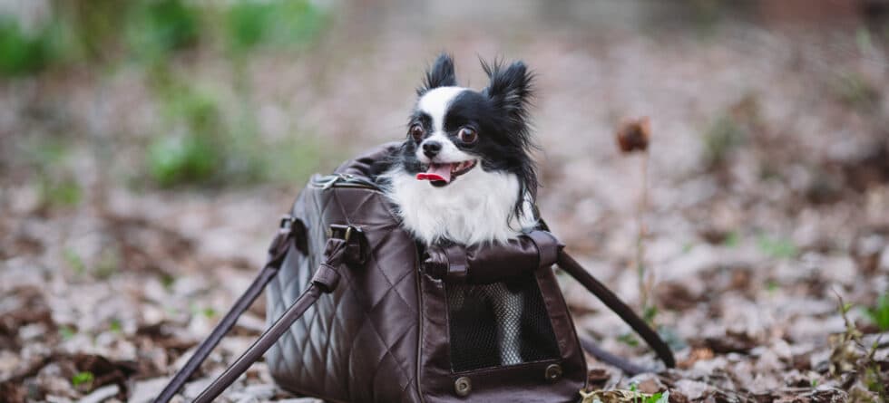 How To Tell If A Chihuahua Is Happy?