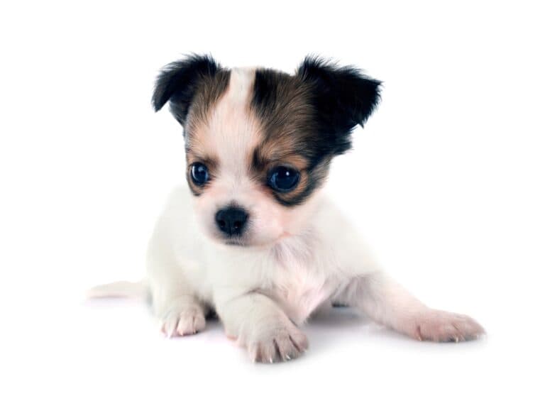 Is A 1 Year Old Chihuahua Still A Puppy?
