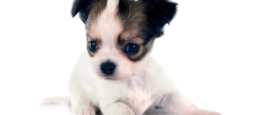 Is A 1 Year Old Chihuahua Still A Puppy?