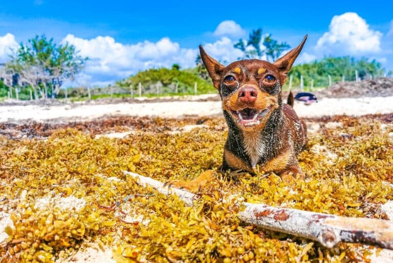 Is Chihuahua A Smart Dog?