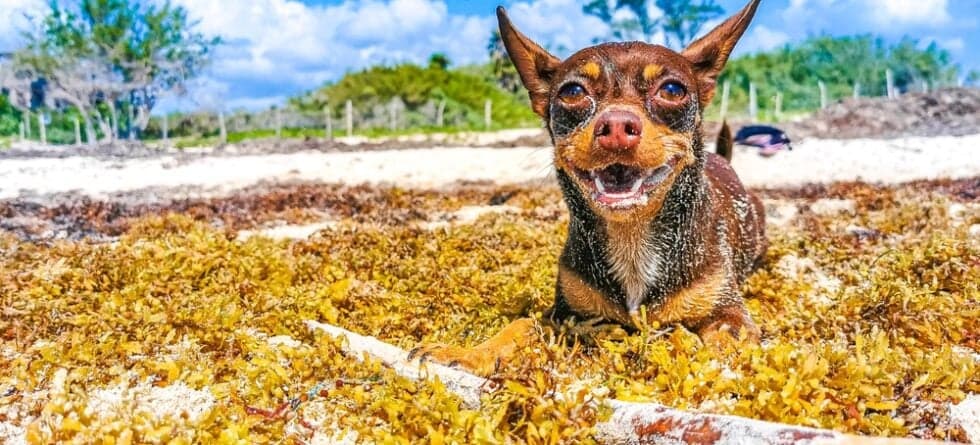 Is Chihuahua A Smart Dog?
