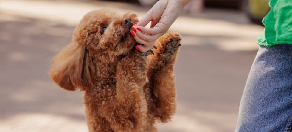 Is Poodle The Smartest Dog?