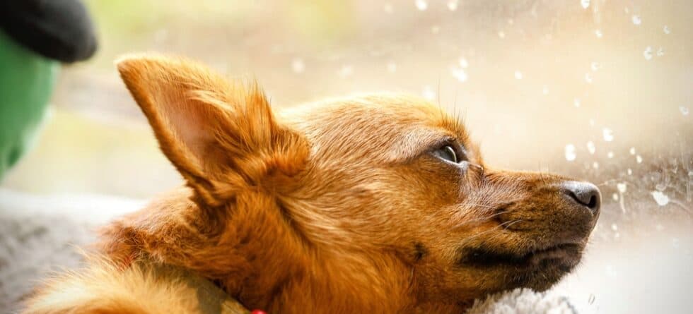 Should I Bathe My Chihuahua?