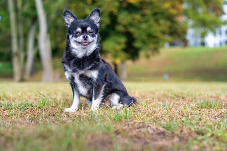 What Is The Best Food For My Chihuahua?