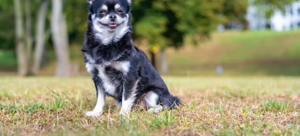 What Is The Best Food For My Chihuahua?