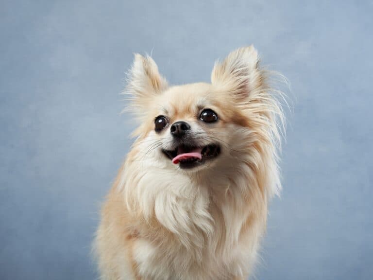 What Is The Lifespan For Chihuahuas?