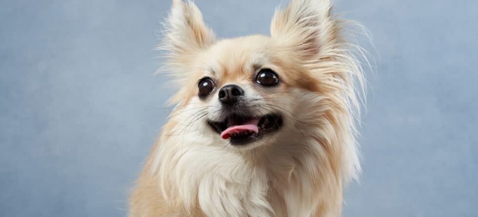 What Is The Lifespan For Chihuahuas?