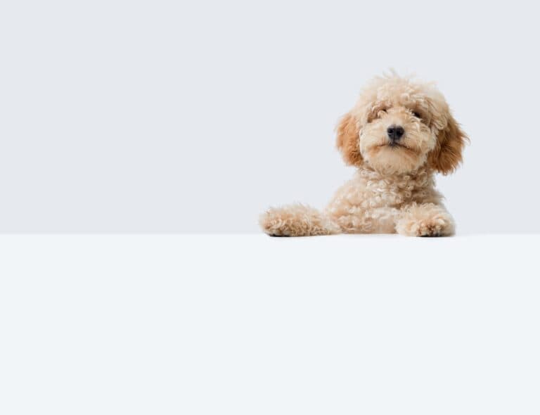 What Is The Popular Poodle Color?