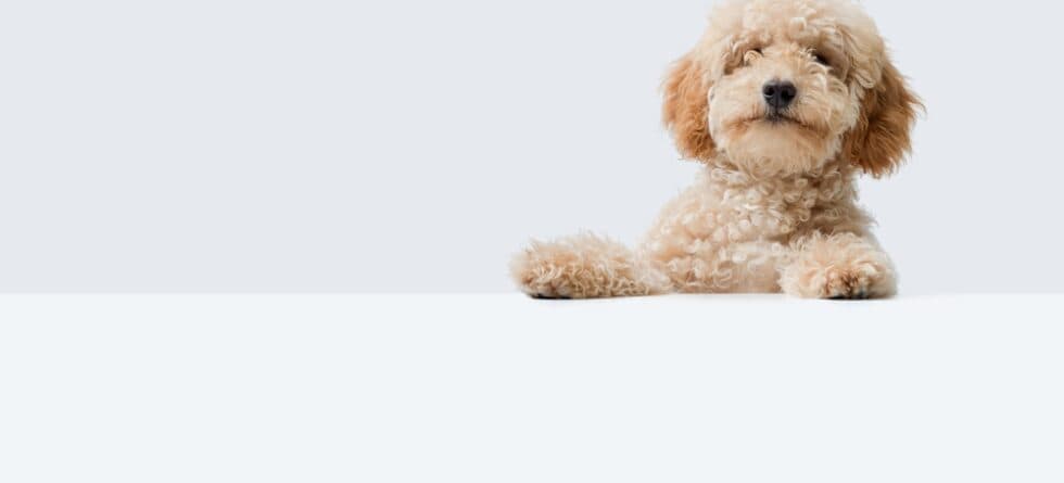 What Is The Popular Poodle Color?