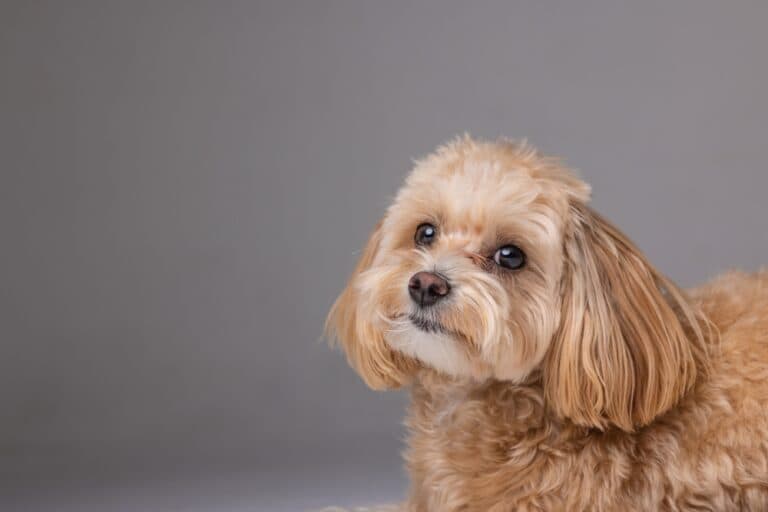 What Is The Rarest Poodle Color?