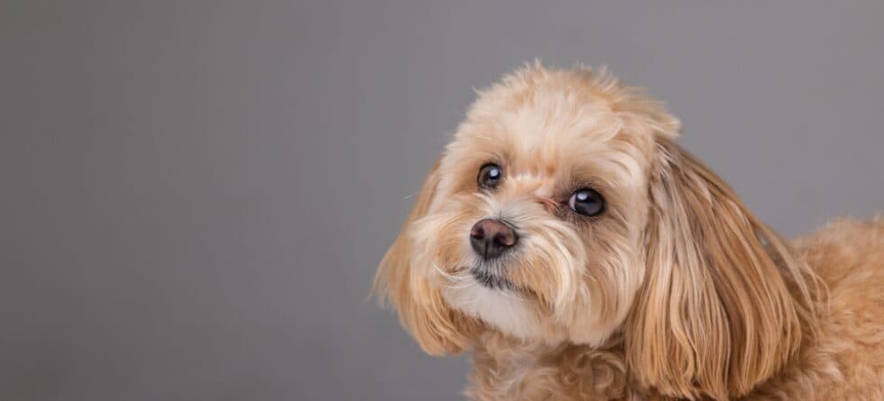 What Is The Rarest Poodle Color?