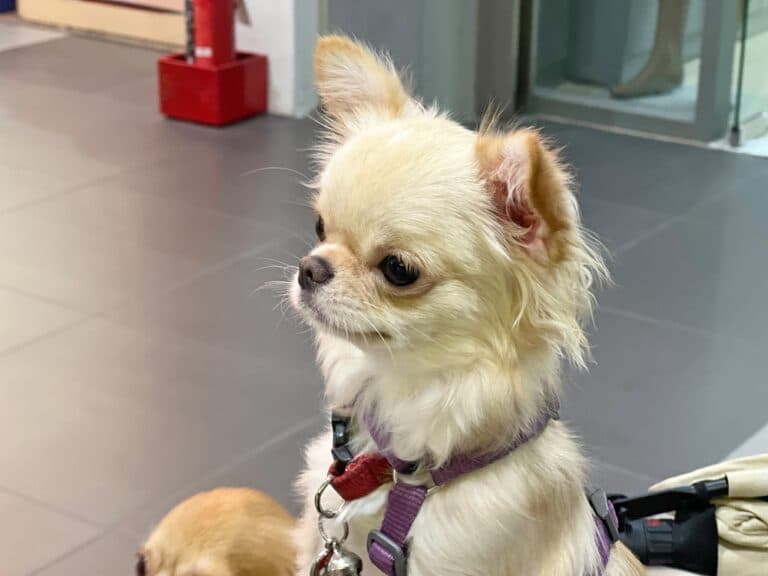 What Not To Do With A Chihuahua?