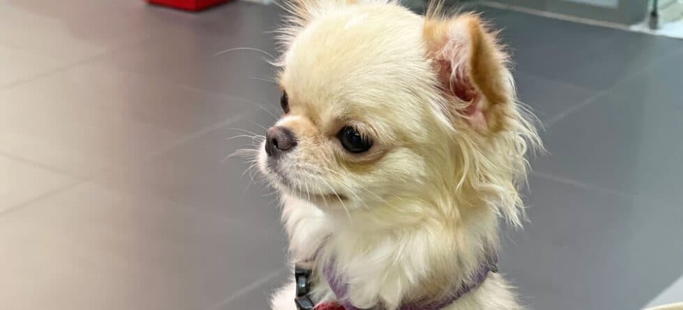 What Not To Do With A Chihuahua?
