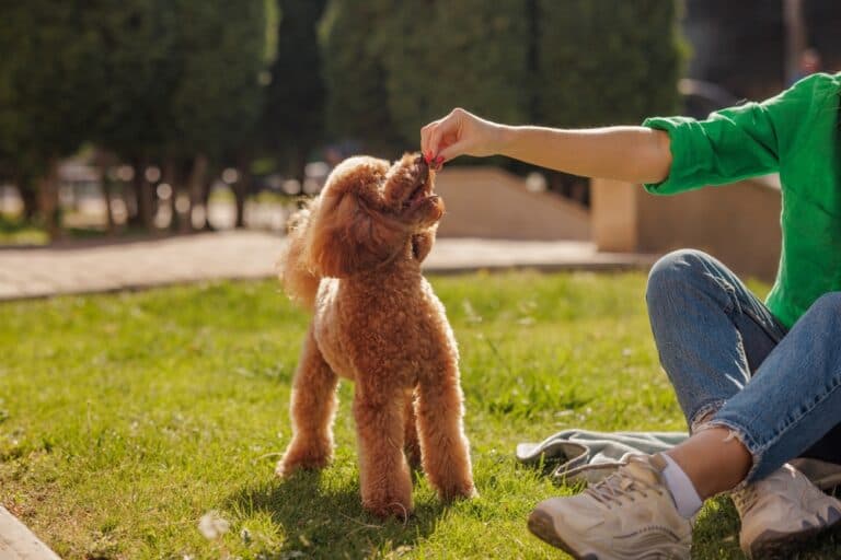 What To Feed A Poodle With A Sensitive Stomach?