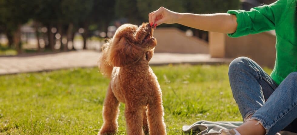 What To Feed A Poodle With A Sensitive Stomach?