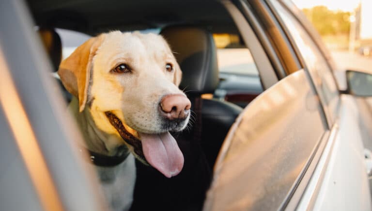 Where Do Labs Like To Be Pet The Most?