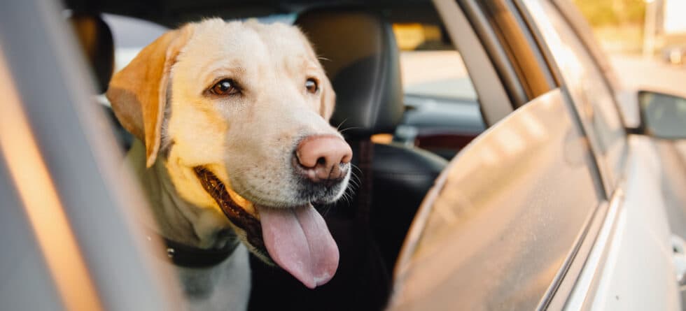 Where Do Labs Like To Be Pet The Most?
