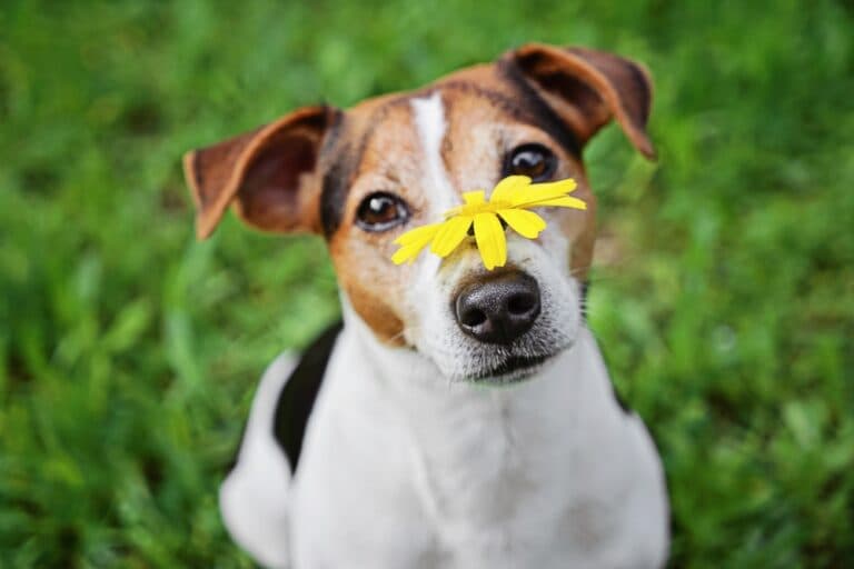Where Do You Touch A Dog To Make Him Happy?