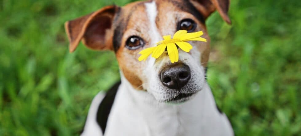 Where Do You Touch A Dog To Make Him Happy?