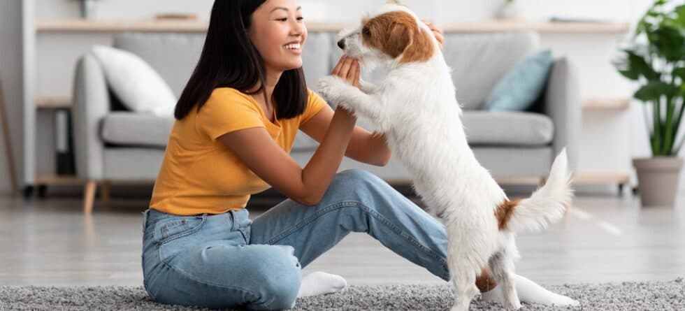 Where Not To Pet A Dog?