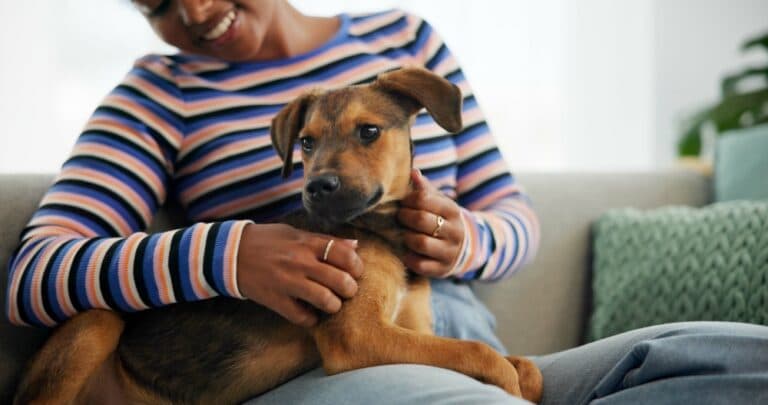 Where To Pet A Dog To Make It Fall Asleep?