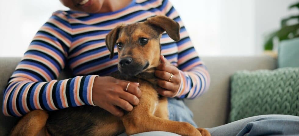 Where To Pet A Dog To Make It Fall Asleep?