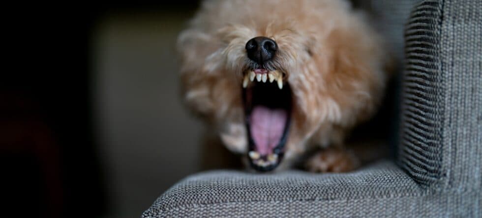 Why Are Poodles Aggressive?