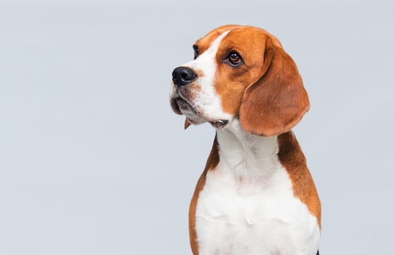 Why Do Beagles Ignore You?