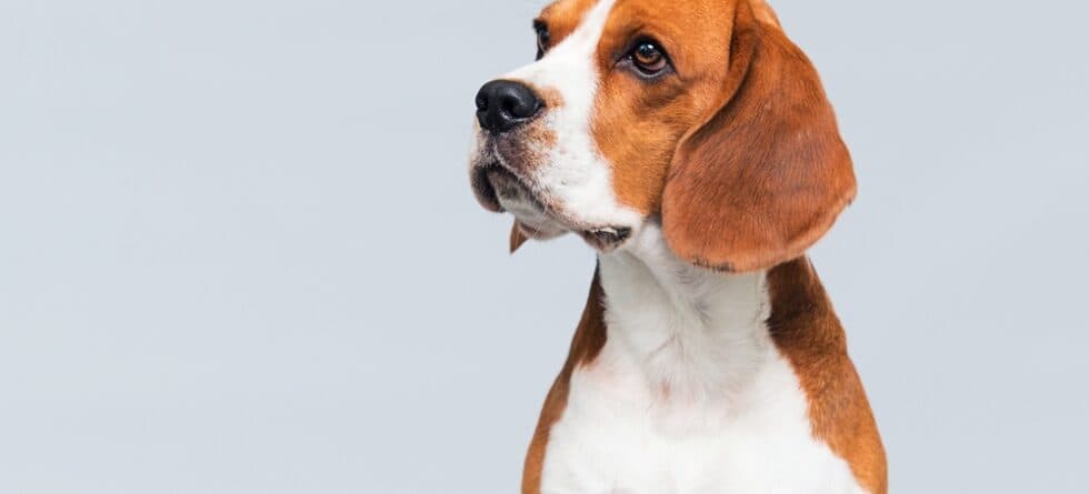 Why Do Beagles Ignore You?