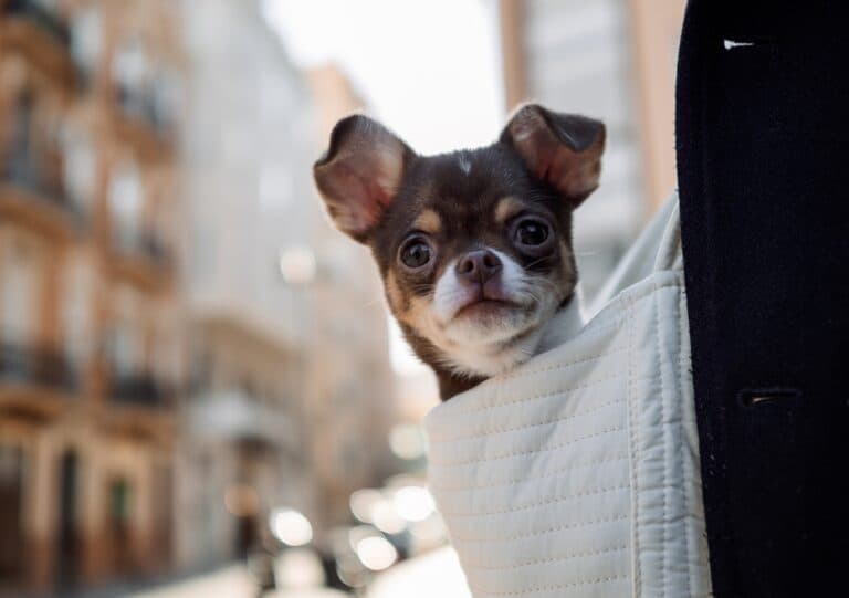 Why Do Chihuahuas Cry At Night?