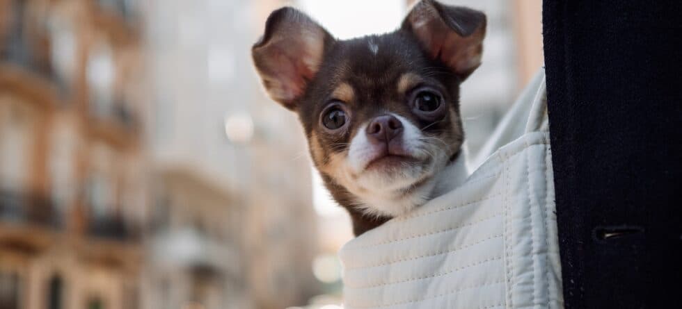 Why Do Chihuahuas Cry At Night?