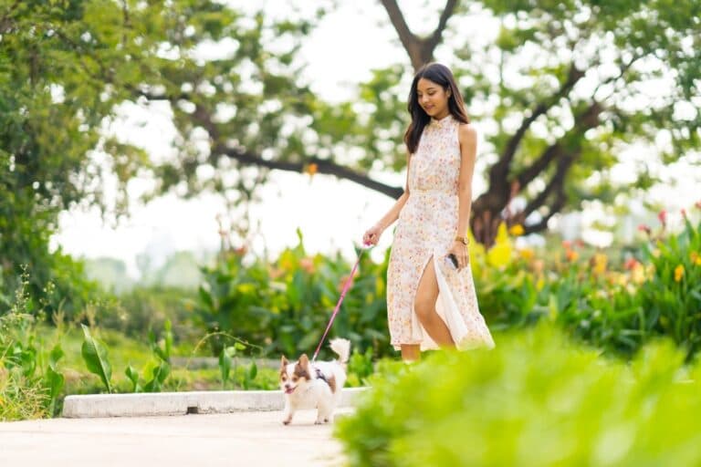 Why Do Chihuahuas Follow You Everywhere?