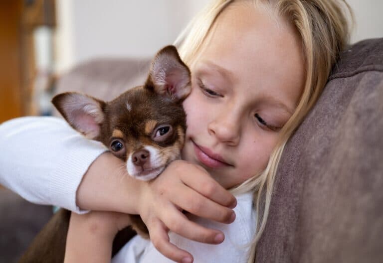 Why Does My Chihuahua Lick Me So Much?