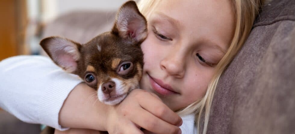 Why Does My Chihuahua Lick Me So Much?