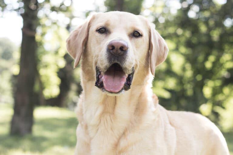Why Is My Lab Growling At Me?