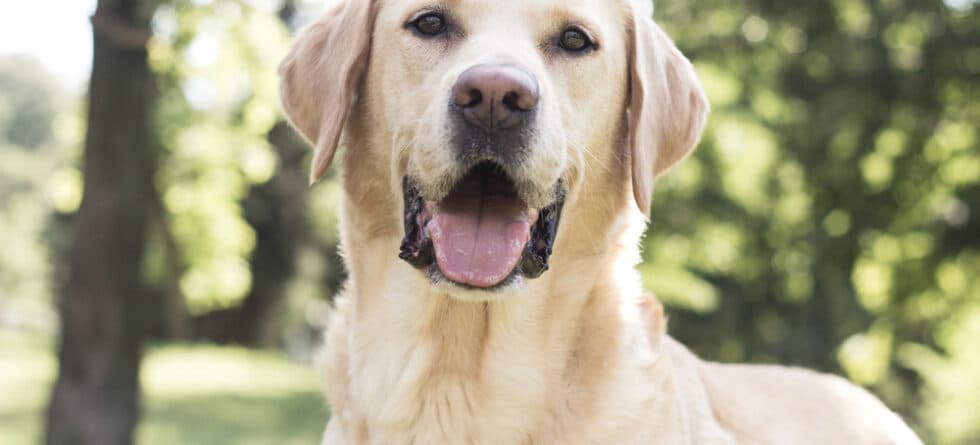 Why Is My Lab Growling At Me?