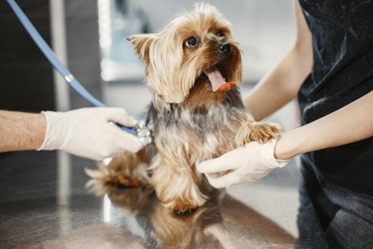 How Can You Tell A Good Quality Puppy?