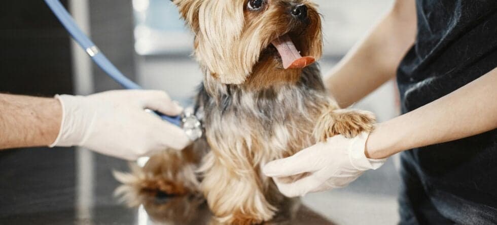 How Can You Tell A Good Quality Puppy?