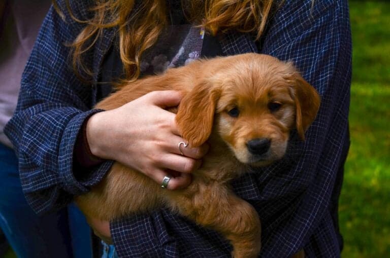 How Do You Make Sure A Breeder Is Not A Puppy Mill?