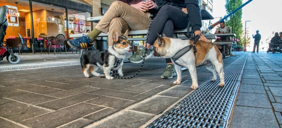 Is 13 Weeks Too Late To Socialize A Puppy?