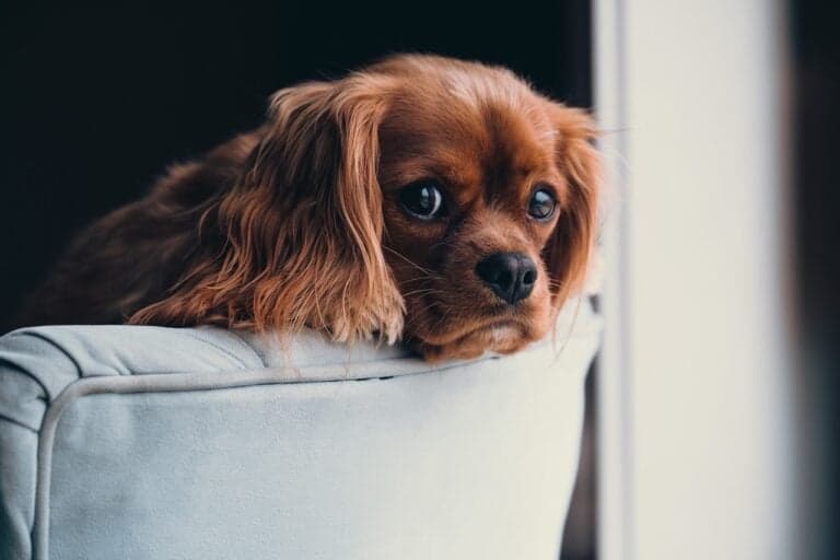What Are The Hardest Weeks With A Puppy?