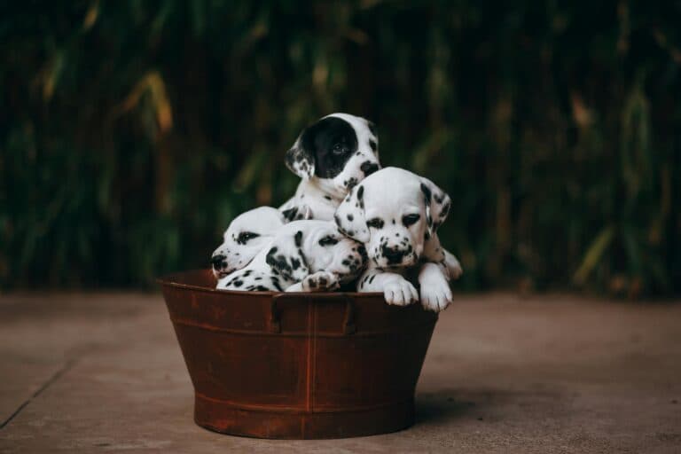 What Do Breeders Do With Dogs They Don’t Sell?