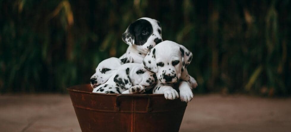 What Do Breeders Do With Dogs They Don’t Sell?