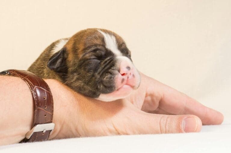 What Do Breeders Do With Stillborn Puppies?