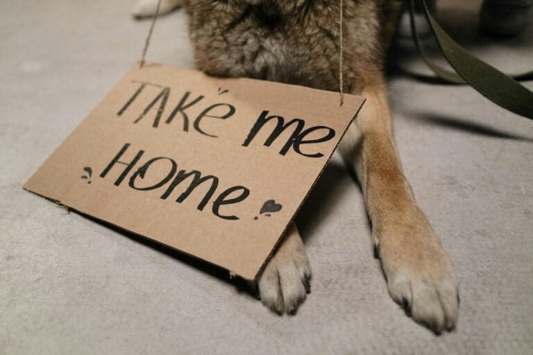 What Happens To Puppies If They Don’t Sell?