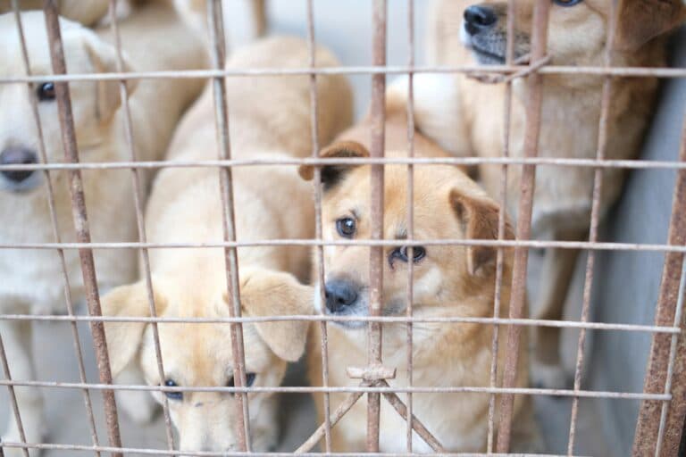 What Happens To Puppy Mill Puppies That Aren’t Sold?